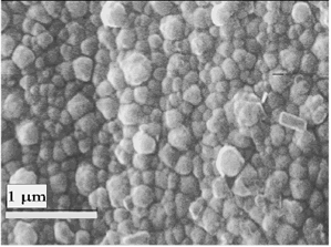AZoM -材料在线杂志-局部水热法(垂直位置)制欧洲杯足球竞彩备的BaTiO3薄膜的SEM显微照片。